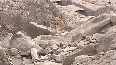 Komşuların tavuklarını yiyen 'evcil köpeğin' köpek olmadığı ortaya çıktı