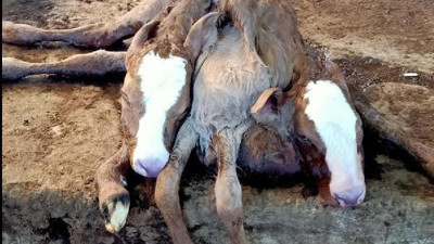 Çift başlı, çift kuyruklu, 6 bacaklı buzağı