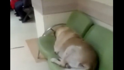 Devlet Hastanesi içindeki başıboş köpekler isyan ettirdi