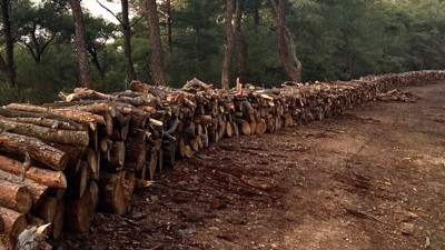 Heybeliada'da bakanlık eliyle ağaç kıyımı