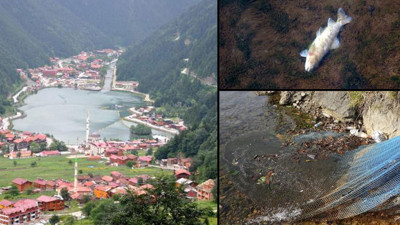 Uzungöl'de balık ölümleri durdurulamıyor. İnceleme başlatıldı