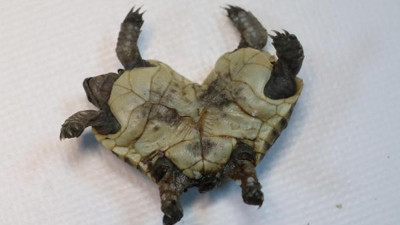 Turist buldu koruma altına alındı