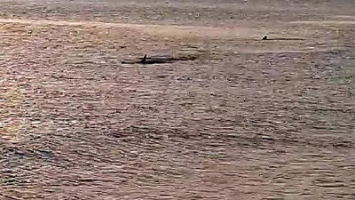 Muğla'da kıyıya 3 metre mesafede köpek balıkları görüldü