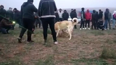 Köpek dövüştürenlere şafak baskını