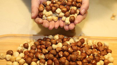 Avuç avuç yediğimiz fındıktaki büyük tehlike. Prof. Dr. Bülent Şekerel açıkladı