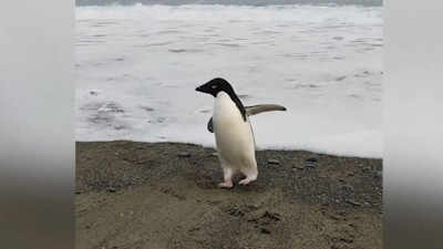 Yolunu kaybedip nereye çıktı. 3 bin kilometre yüzdü