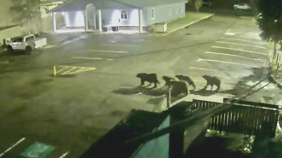 Ayılar karakol bastı