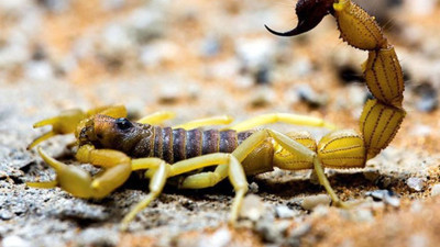 Mısır’da akrep istilası: Hayatını kaybedenler ve yaralılar var