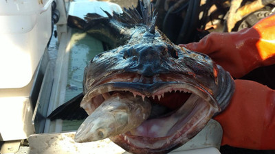 Günde 20 diş değiştiriyor ne bulursa onu yiyor