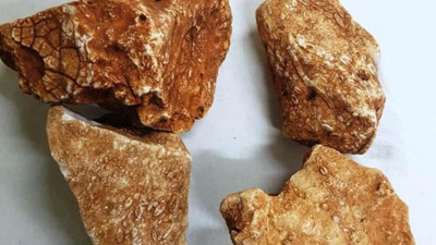 Adıyaman'da 40 milyon yıllık deniz canlısı fosili bulundu