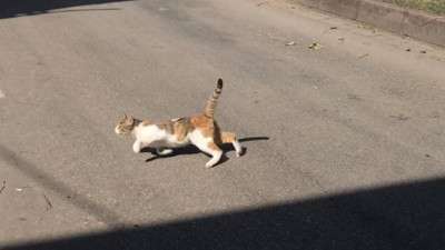Kediyi tekmeleyen çocuk tutuklandı