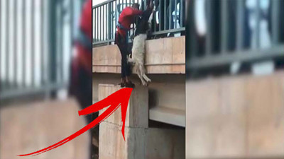 Keçi köprüde asılı kaldı