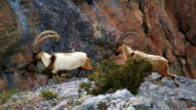 Malatya'da yaban keçisi avına 127 bin 526 lira ceza