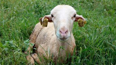 Adana'da mavi dil hastalığı: İki mahalle karantinaya alındı