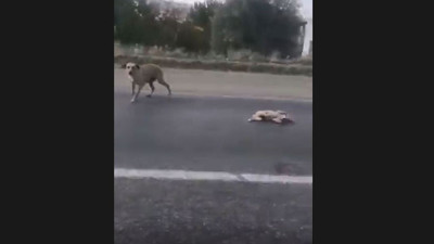Abi sen ne güzel adamsın. Otobanda ölümü bekliyordu. Anne köpeğin sevincine inanamayacaksınız