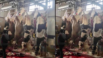 Süt ve et krizi kapıda. Bu fotoğrafa iyi bakın