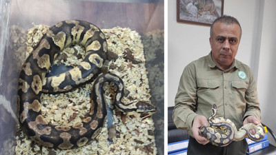 Evinde piton besleyen kişiye dev ceza