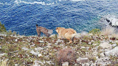 Van Gölü’nde ilk kez görüldü. Vaşak ile Çoban köpeği karşı karşıya
