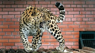 Nesli tehlike altındaydı! Amur kaplanı öldürüldü