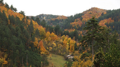 Ormanlardaki talana kamu yararı kılıfı. Ağaç kesmek ne zaman kamu yararı oldu