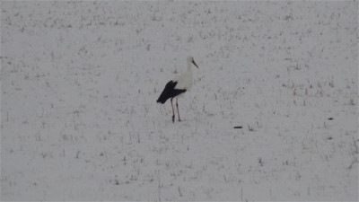 Göç etmeyen leyleğin kar keyfi