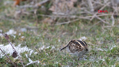 Su çulluğunun ‘halay’ı sosyal medyayı salladı