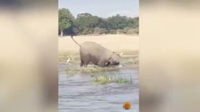 Fil ve Timsah arasındaki ölümcül kavgada kim galip geldi