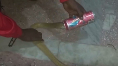 Zehirli yılan bira kutusuna sıkıştı