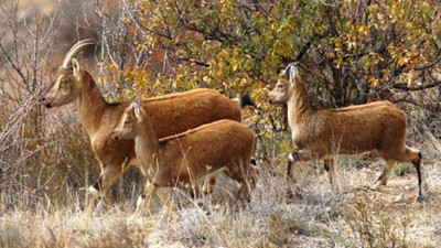 Resmi Gazete yayımlandı: 'Zararlı' adı altında yaban hayvanları öldürülecek