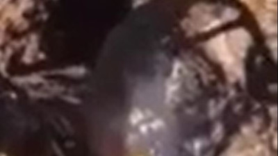 Dev kayayı yuvarlayan defineci altınları avuçladı