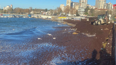Marmara'da müsilajdan sonra şimdi de kırmızı yosun paniği! Sahilleri kapladı kokusu her yere yayıldı