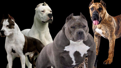 Tehlikeli ırklar için bakanlık harekete geçti. Son tarih 14 Ocak