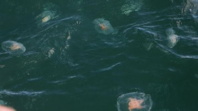 Marmara'da denizanası uyarısı