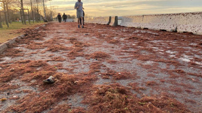Marmara'da neler oluyor? Sahilde koşanların ayaklarına dolanıyor. Kırmızı yosun belası