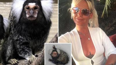 Zalim kadın kokain içirdiği maymunu klozete atıp sifonu çekti