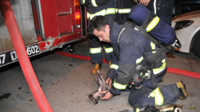 Yangında yaralanan kedi kalp masajıyla hayata döndürüldü