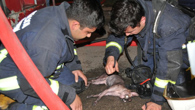 İtfaiye eri, kediyi kalp masajı ve suni teneffüsle hayata döndürdü