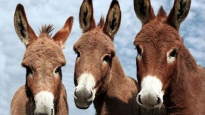 O Genel Başkan parti kongresine eşekle gidecek