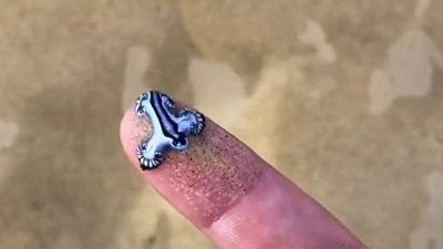 Ölümcül mavi ejderhayı bilmeden parmağına koydu