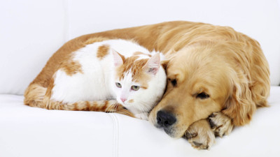 Kedi ve köpek severlere hayati uyarı