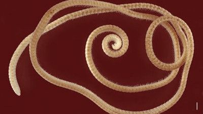 Yeni keşfedilen kırkayağın bacaklarını saya saya bitiremediler