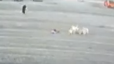 Okuldan dönen 9 yaşındaki çocuk sokak köpeklerinin saldırısına uğradı