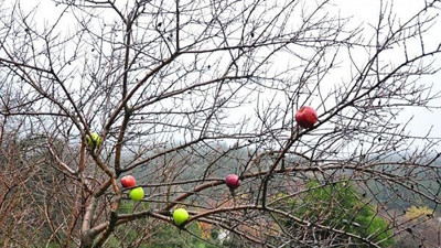 Her kış üşenmeden bunu yapıyor. Kuruyan ağaçlardaki elmaların sırrı ortaya çıktı