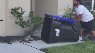 Çöp kutusuyla timsah avı