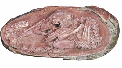 66 milyon yıllık dinozor embriyosu bulundu