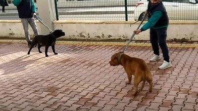 Pitbull saldırısında yeni gelişme. Saldırıya uğrayan Asiye Ateş'in babası konuştu. Köpeklerin sahipleri elini kolunu sallayarak geziyor