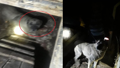 Kuyudan gelen sesleri duyan telefona sarıldı