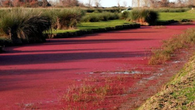 Kuş cenneti kızıla büründü