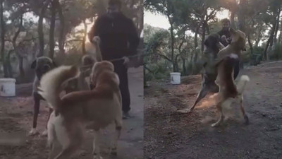 Köpekleri vahşice dövüştüren kişi yakalanınca kendini böyle savundu. Dehşet görüntüler