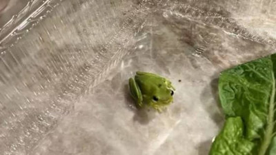 Salatasından çıkan yavru kurbağayı sahiplendi